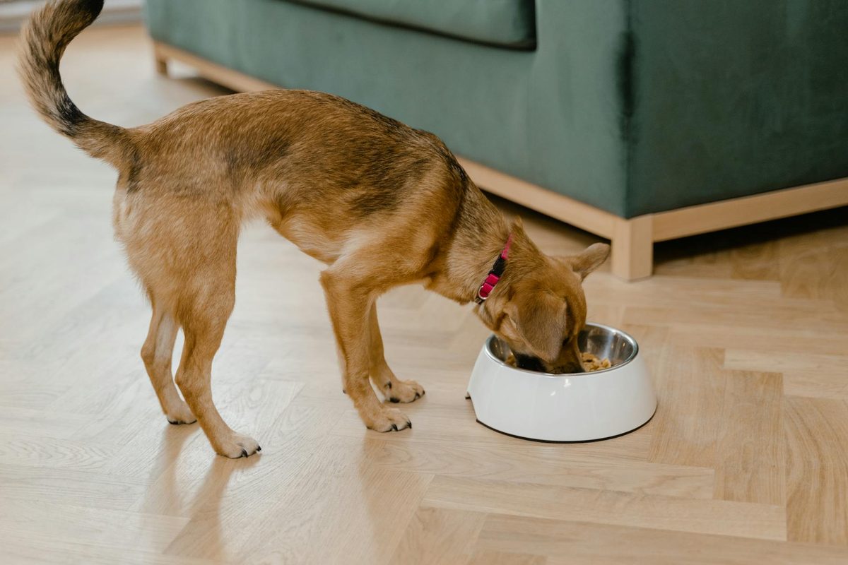 Fish-Based Dog Food: Benefits, Drawbacks, and the Best UK Options
