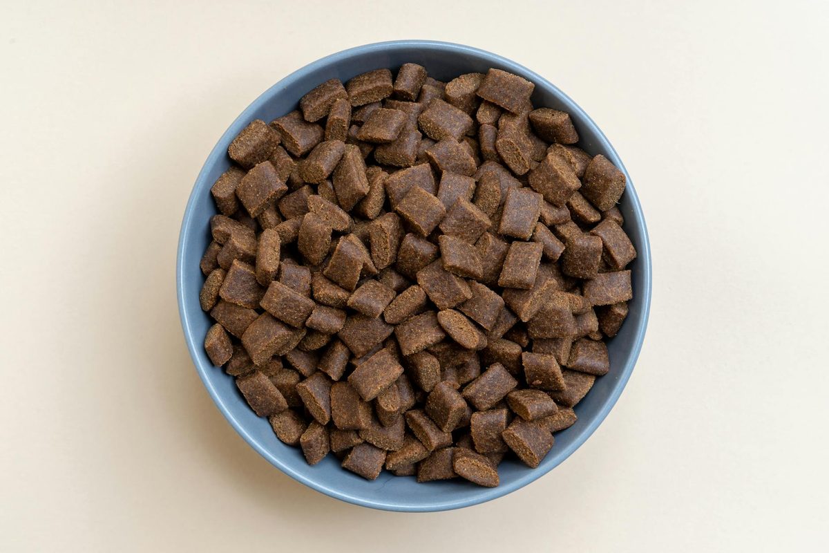 Grain-Free Dog Food: Is It Safe or Just a Trend?