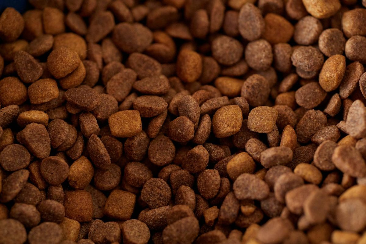 How to Store Dog Food Properly: Keeping Kibble Fresh and Safe