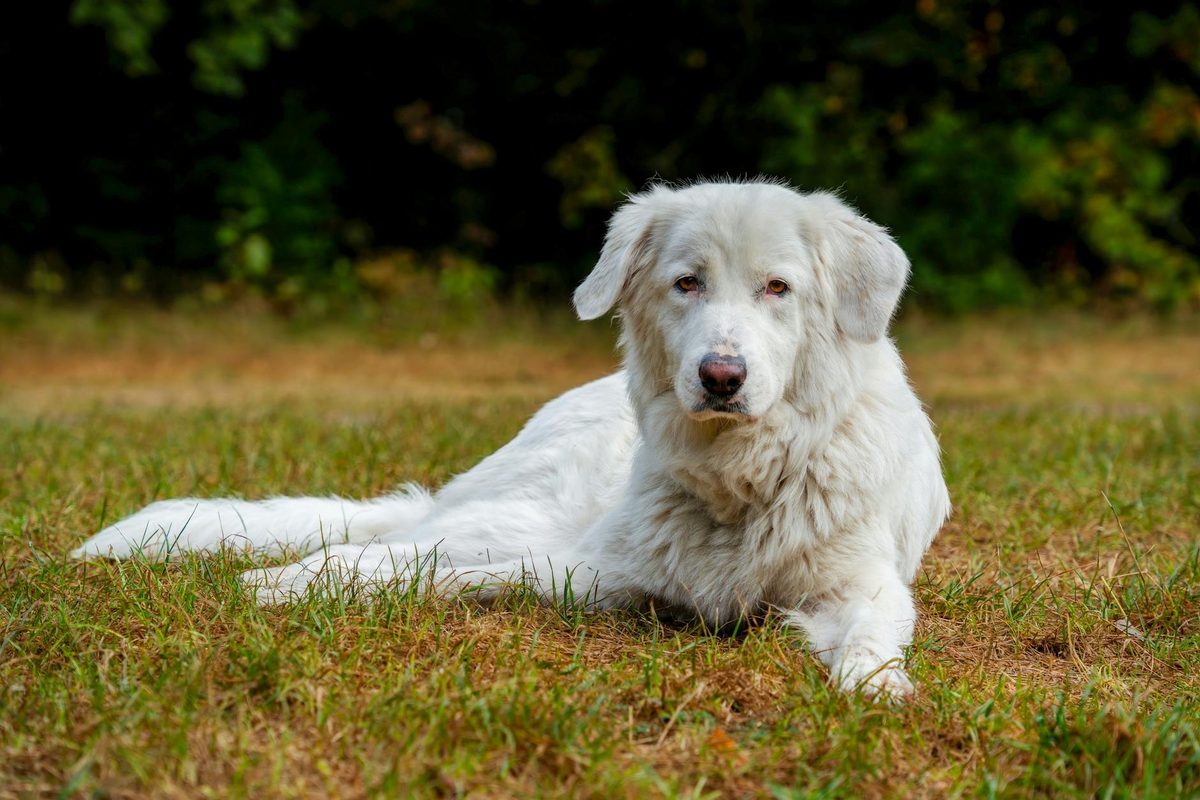 Large Breed Dog Food: Special Considerations for Big Dogs