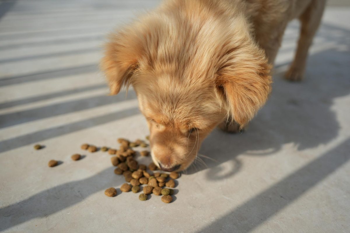 Puppy Food Guide: What to Feed and When to Switch