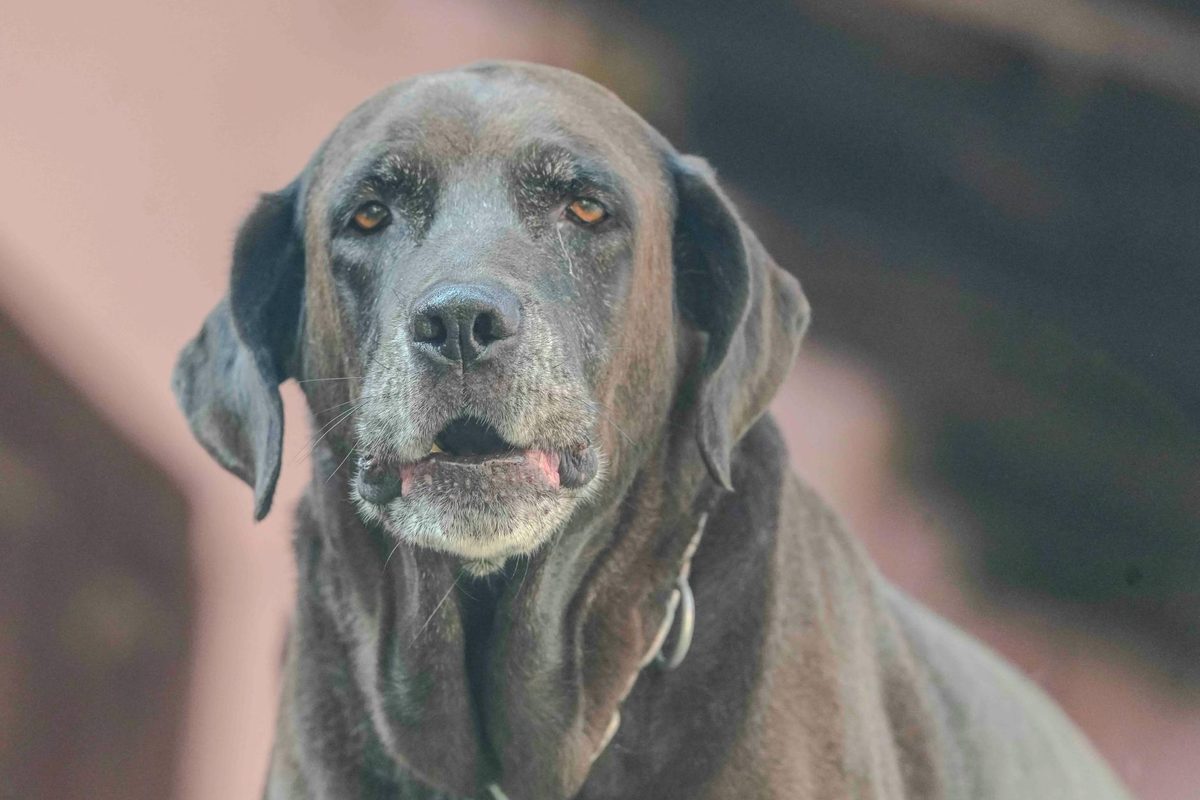 Senior Dog Food: What to Look for as Your Dog Gets Older
