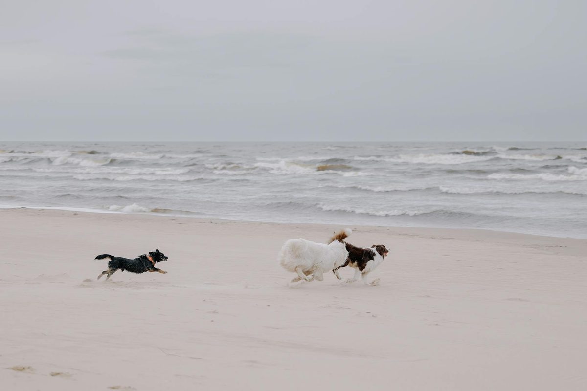 Taurine and Dilated Cardiomyopathy in Dogs: What You Need to Know