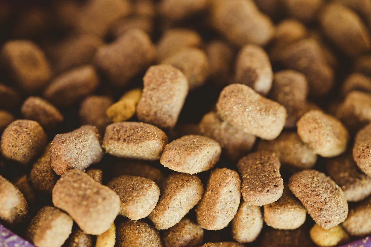 Vegan Dog Food in the UK: What You Need to Know
