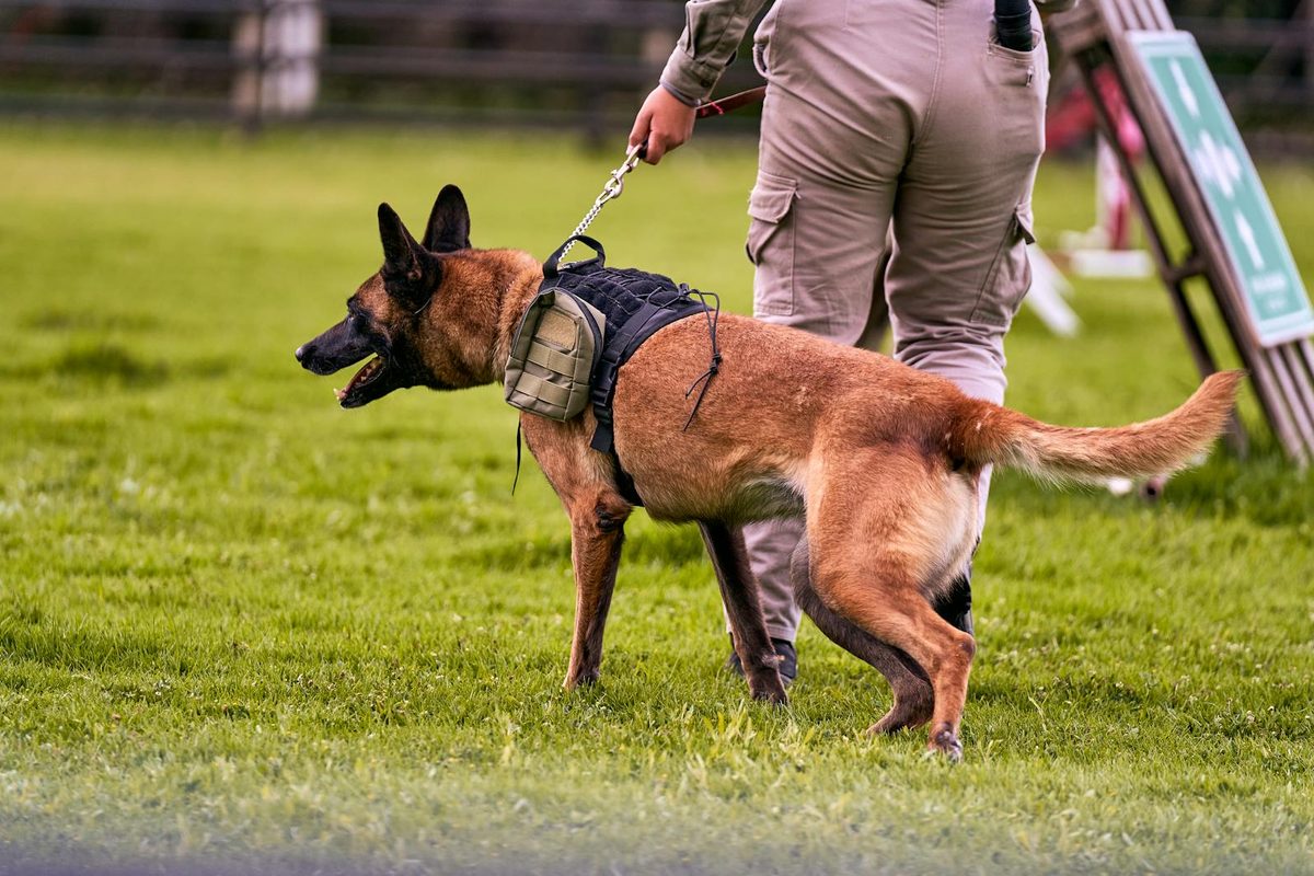 Working Dog Food: Nutrition for Active and High-Energy Breeds