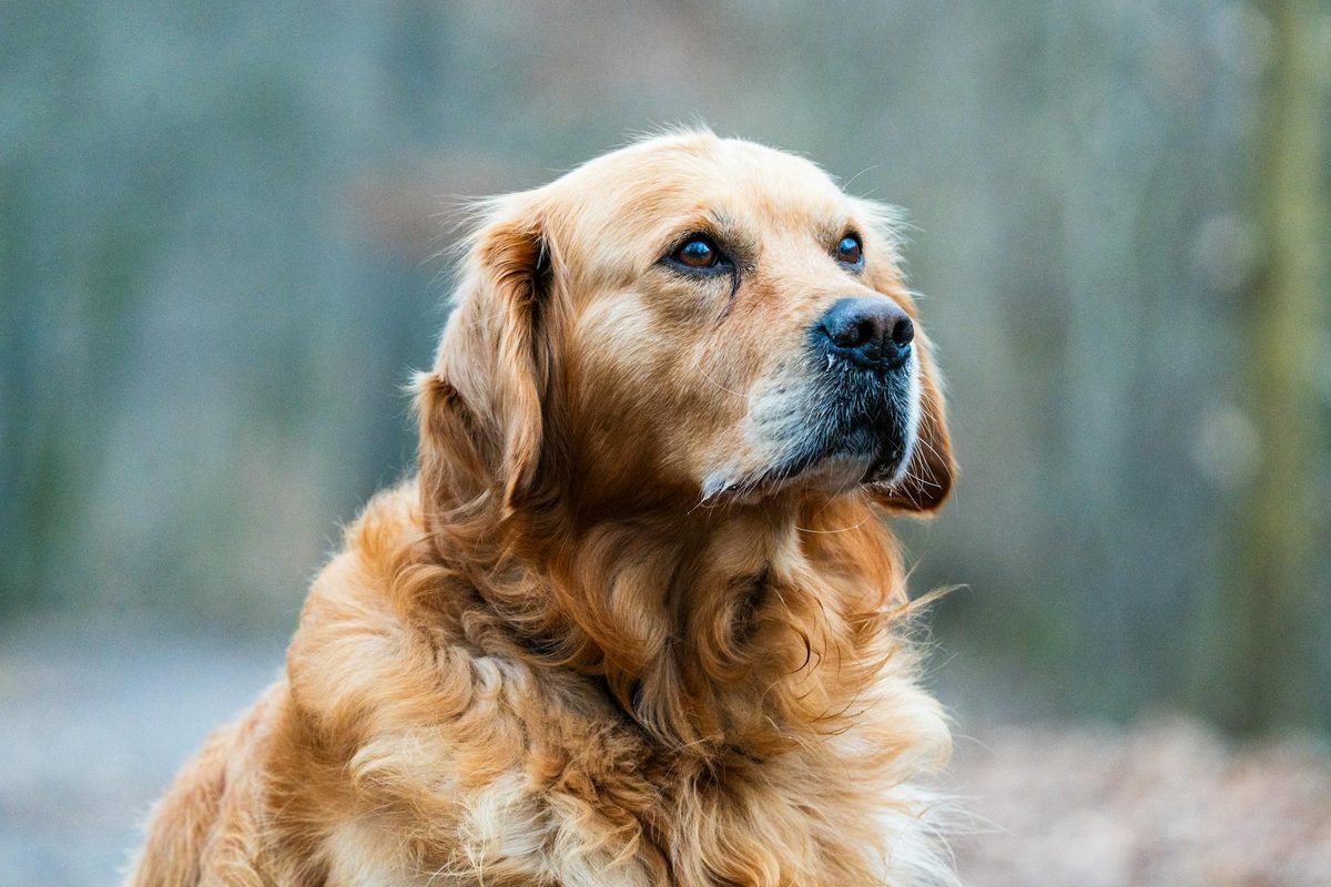 Grain-Free Dog Food: What the Evidence Actually Says