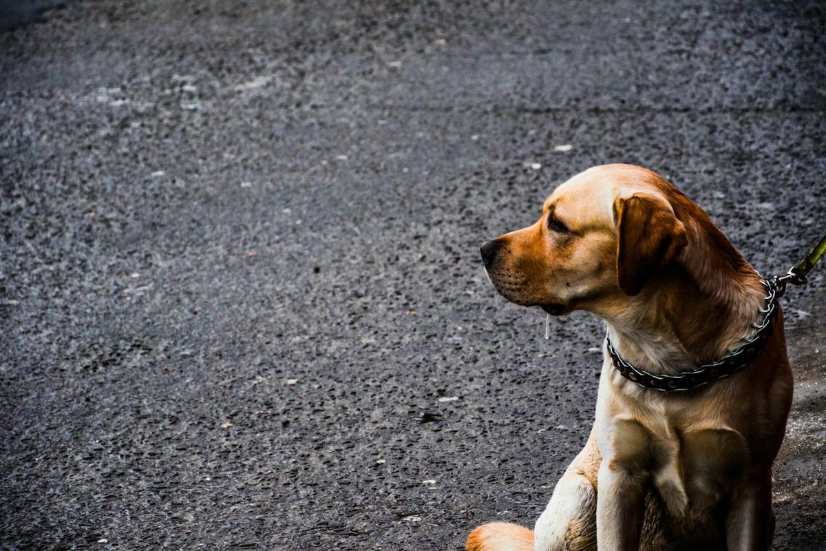 How to Switch Dog Food Without Upsetting Your Dog's Stomach