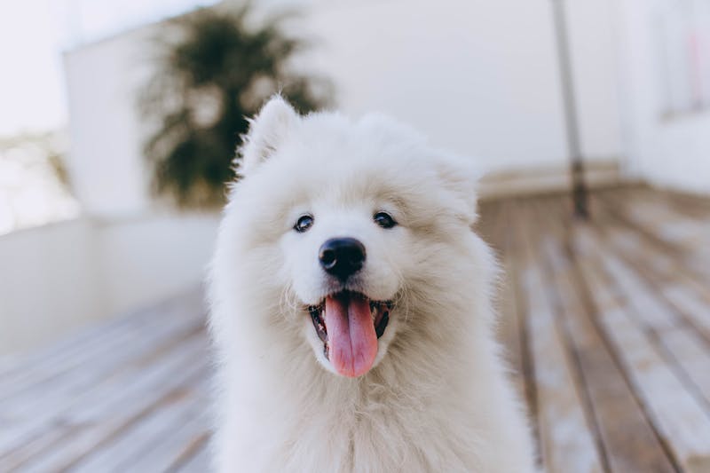Hypoallergenic Dog Food: What It Really Means
