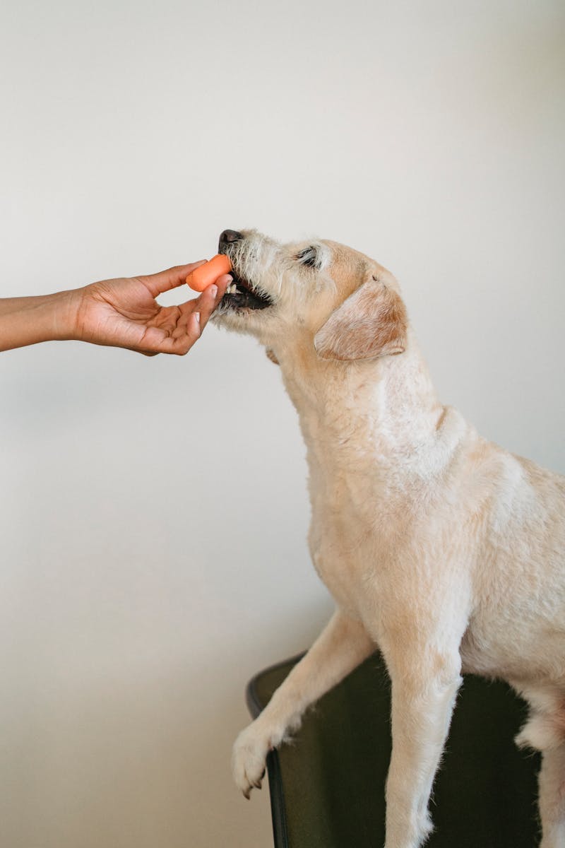 Dog eating a carrot