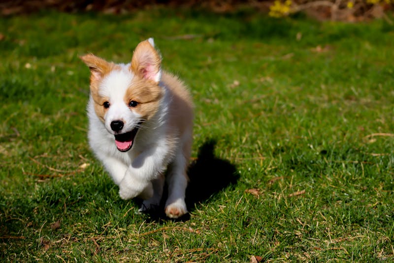 Raw vs Kibble: Which Is Actually Better for Your Dog?