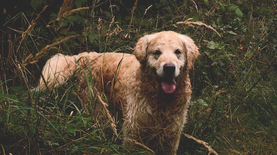 Golden Retriever