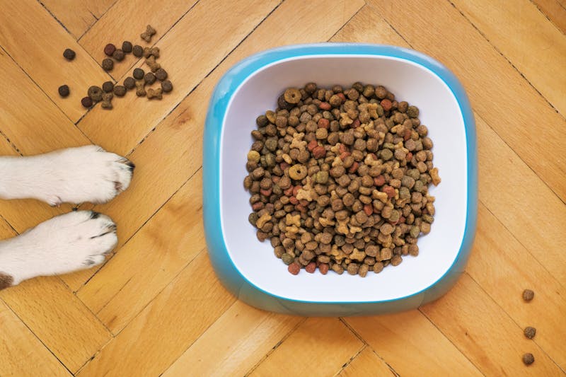 The Complete Guide to Reading Dog Food Labels in the UK