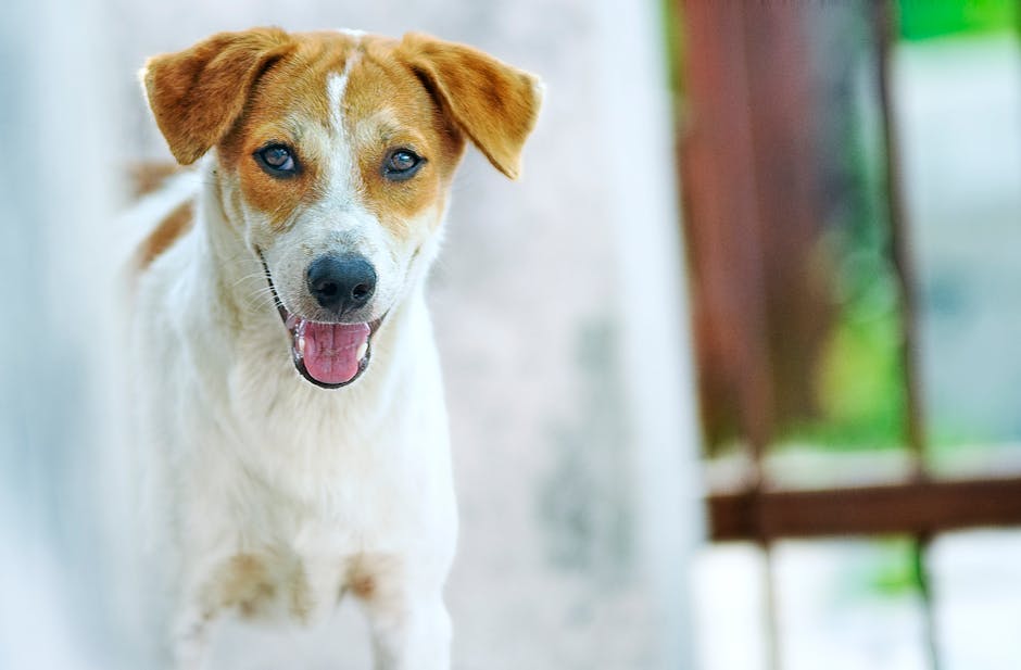 Happy dog outdoors