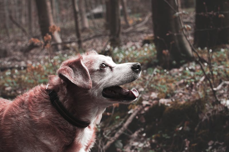 Feeding Your Senior Dog: What Changes After Age Seven