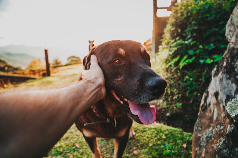 Happy dog with a healthy coat