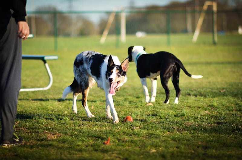 Best Value Dog Foods: Premium Nutrition Without the Price Tag