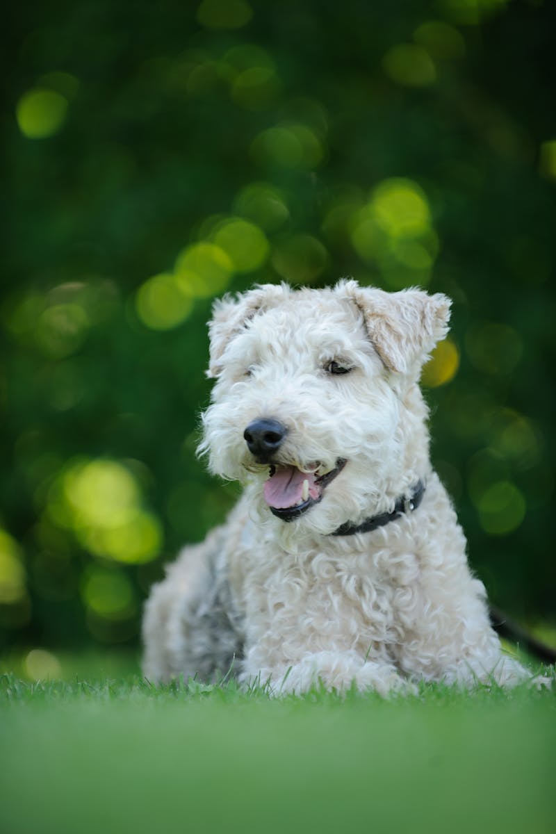 Senior dog relaxing